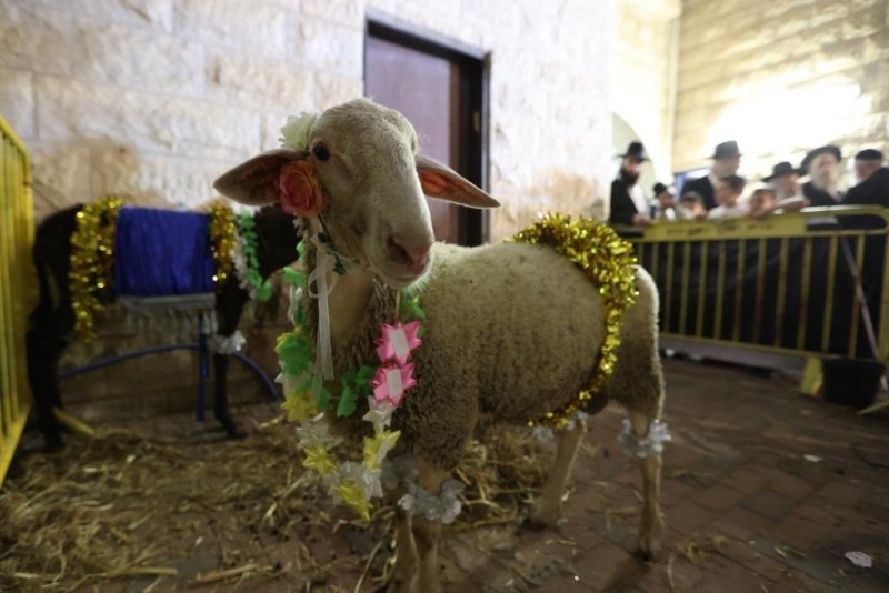 יעקב כהן