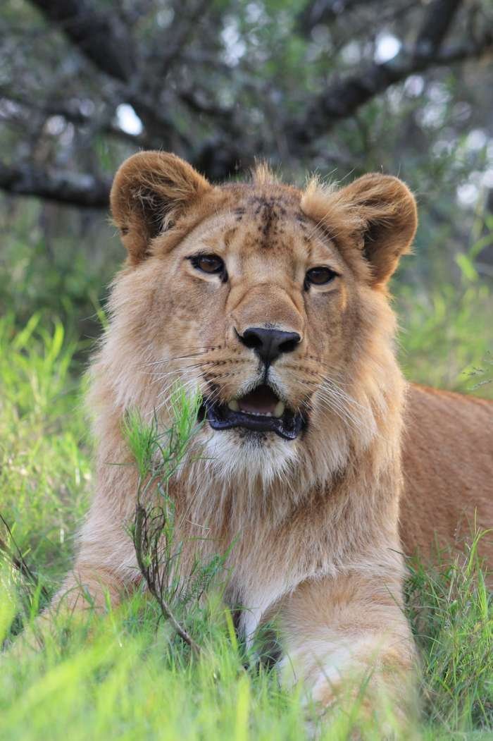  Lauren, Simbonga Game Reserve דרא"פ