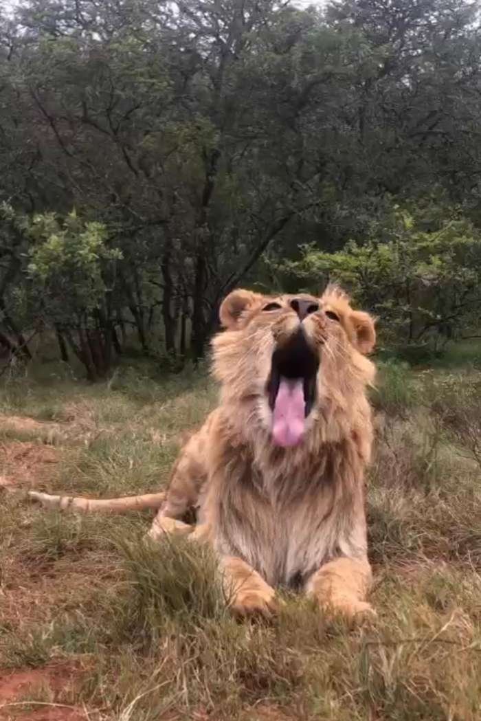  Lauren, Simbonga Game Reserve דרא"פ