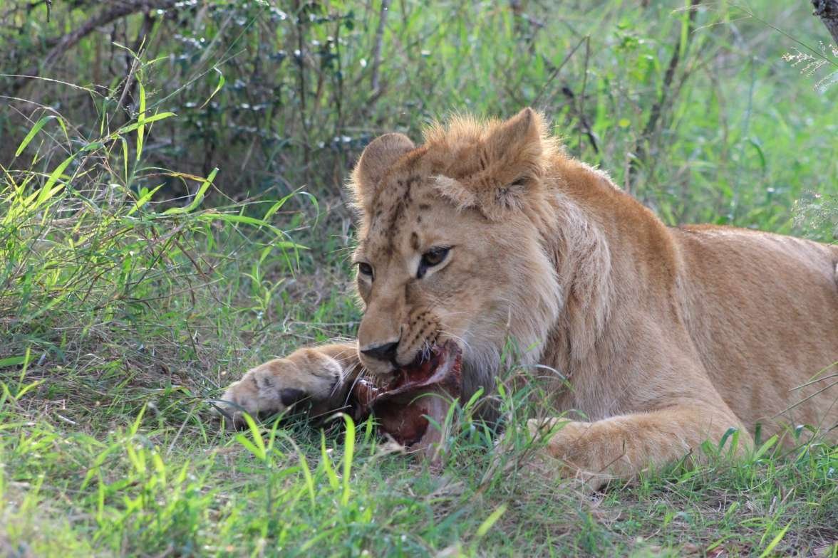  Lauren, Simbonga Game Reserve דרא"פ