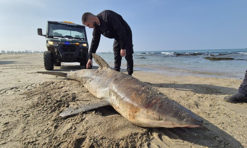 שוב זה קורה: כרישה נמצאה מתה בחוף בחדרה
