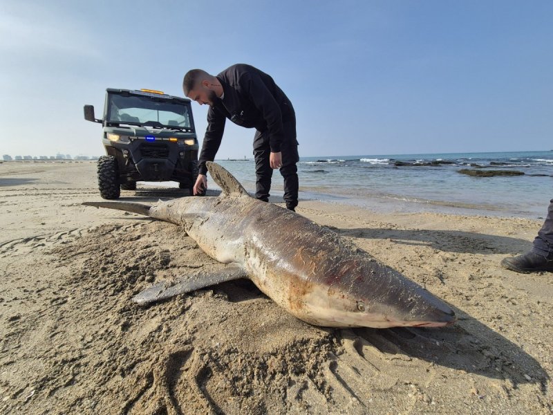 איליה בסקין, רט"ג