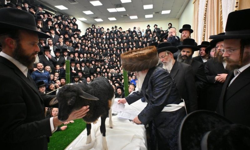 בשיא טיש ט"ו בשבט: מעמד נדיר פדיון פטר חמור בנדבורנה ירושלים