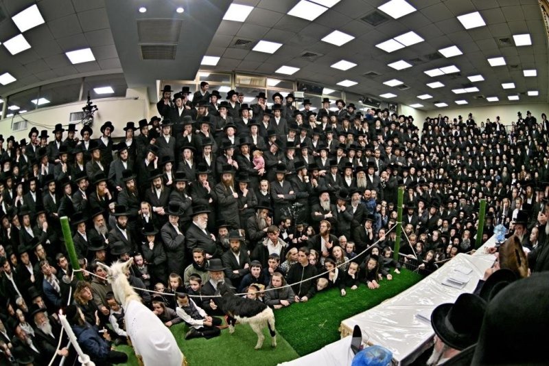 יהושע פרוכטר