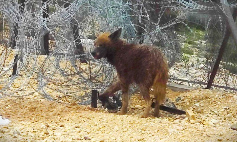 חילוץ הרואי: לוחמי צה"ל הצילו צבועה שנלכדה בגדר תיל