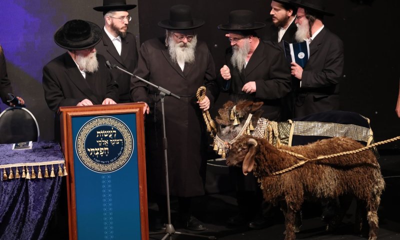 התורמים בגור הופתעו: חמור נכנס לאולם ונפדה כראוי