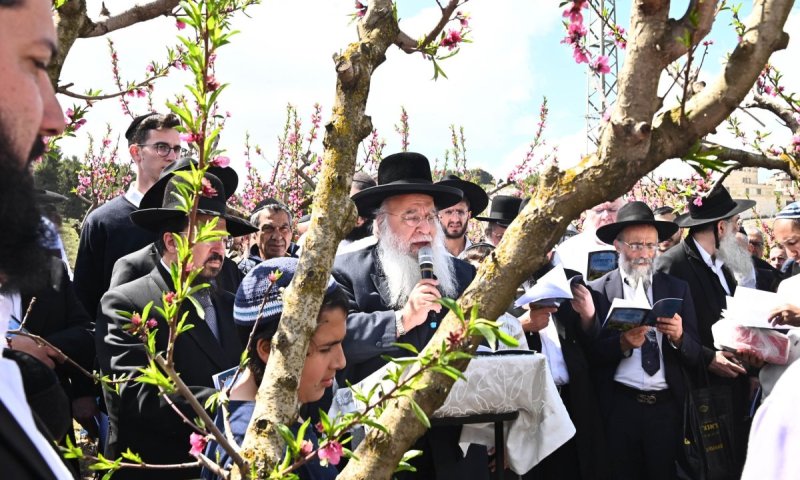 ראש ישיבת המקובלים בירך על האילנות בגבעון החדשה | תיעוד