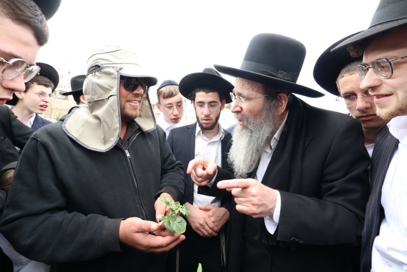 קובי הר צבי