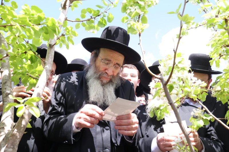 קובי הר צבי