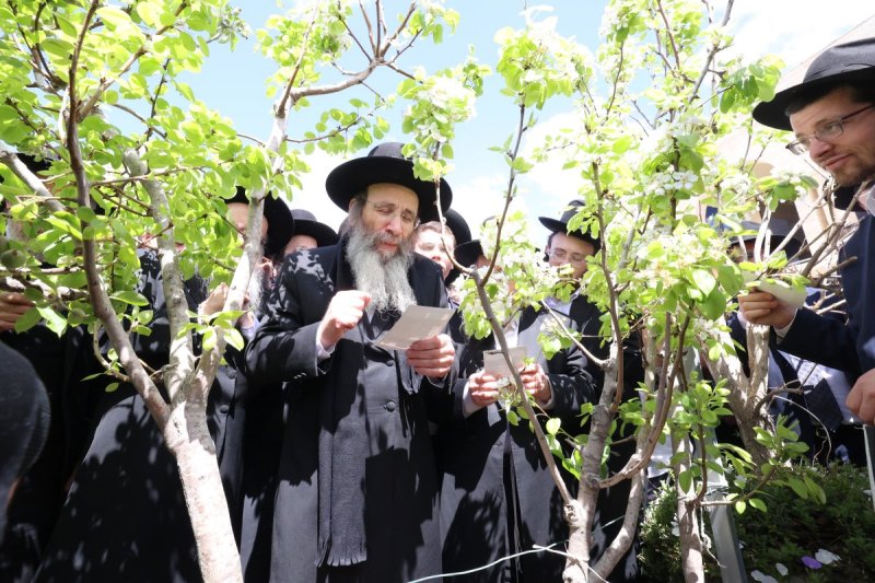 קובי הר צבי