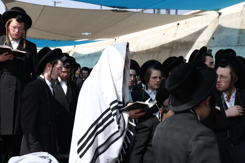 דוד כהן