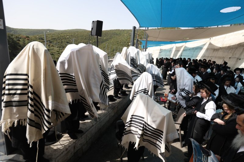 דוד כהן