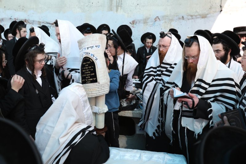 דוד כהן