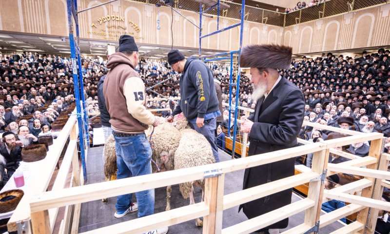 מעמד נדיר בחצר באבוב: כבשים בתוך בית המדרש הגדול