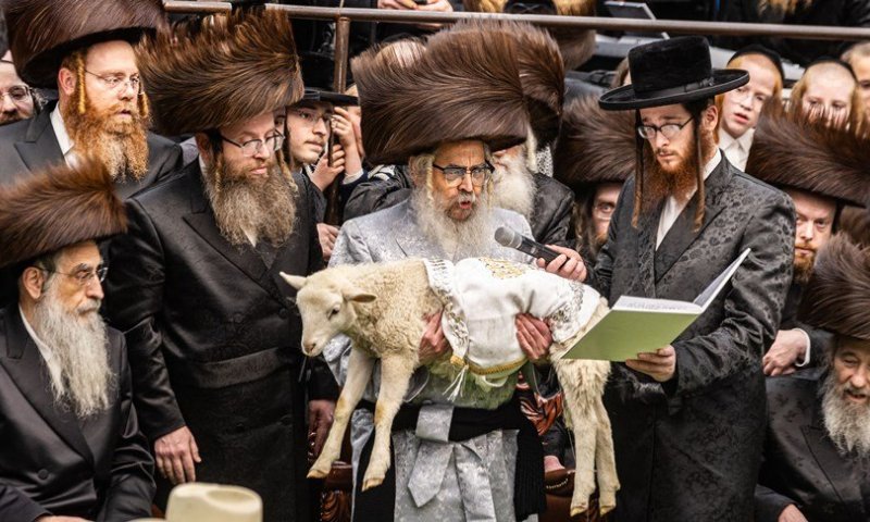 חגיגה בסאטמר: האדמו"ר במעמד פדיון שני חמורים | תיעוד