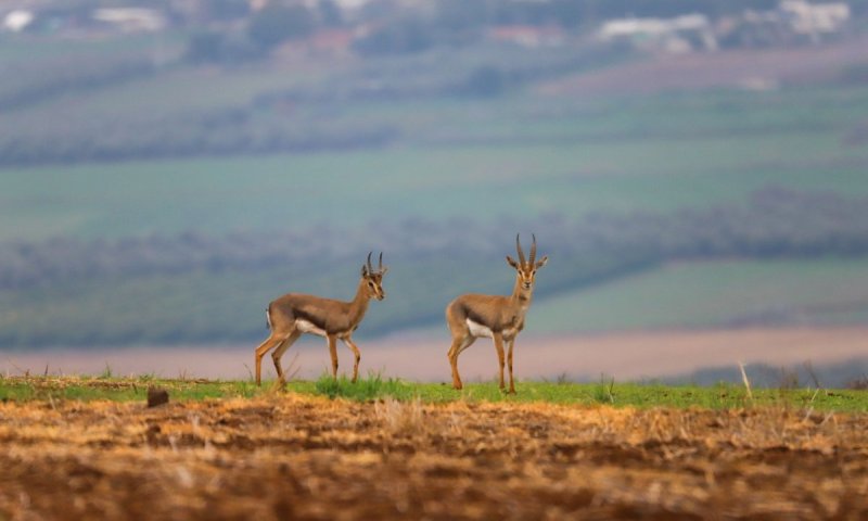 צד צבי וישלם ביוקר: תביעה על מאות אלפי שקלים נגד צייד בלתי חוקי 