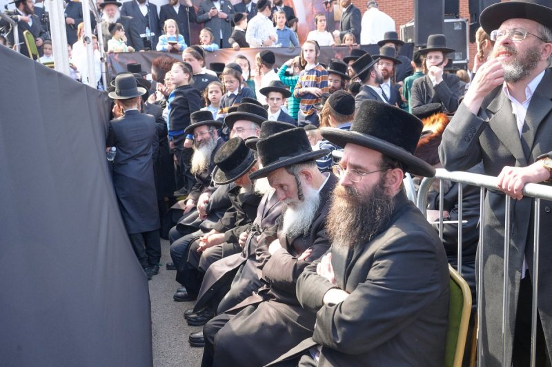 דודי בראון