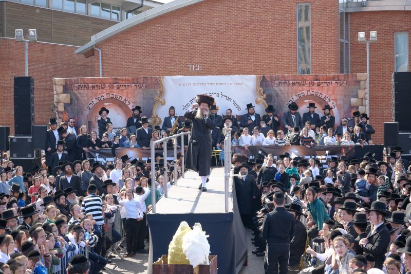 דודי בראון
