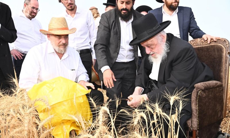 גדולי ישראל יצאו לשדה וקצרו חיטים למצות של חג הפסח תשפ"ו