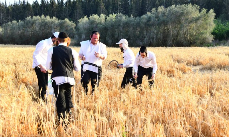 ליד צומת לטרון: עם ישראל הגיעו בחום לקצור חיטים