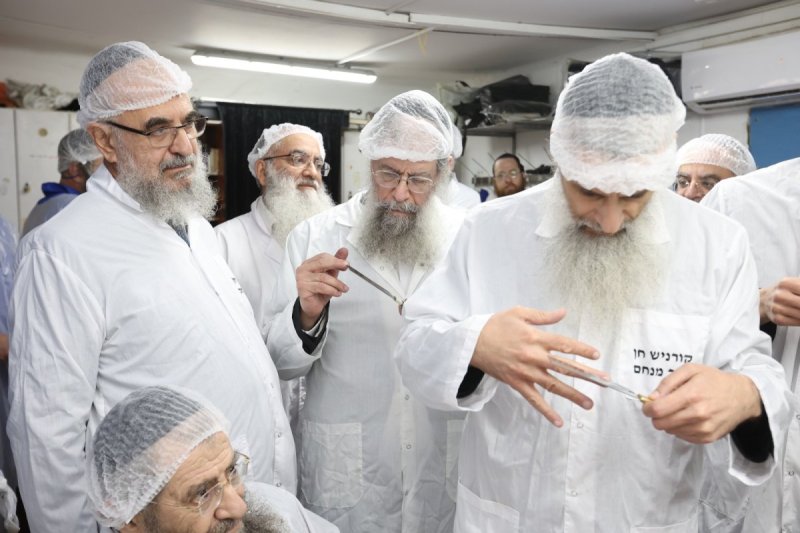 יעקב כהן