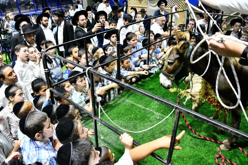 שוקי לרר