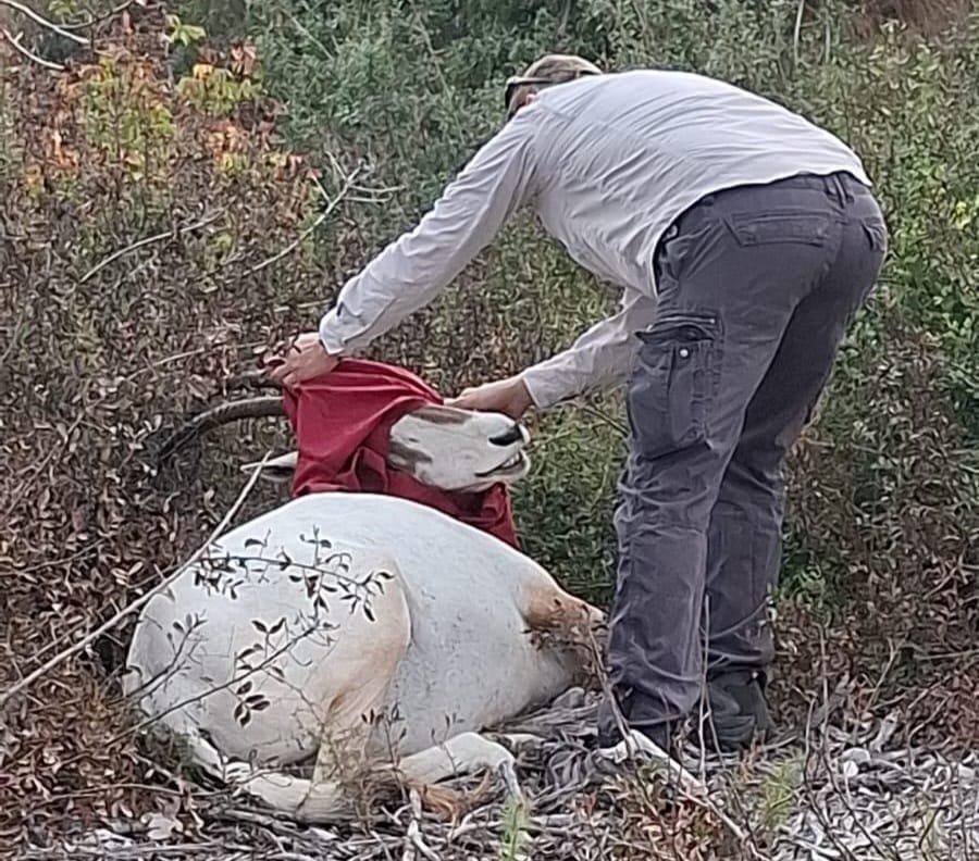 רועי לפיד ורוני אשבל סלבין