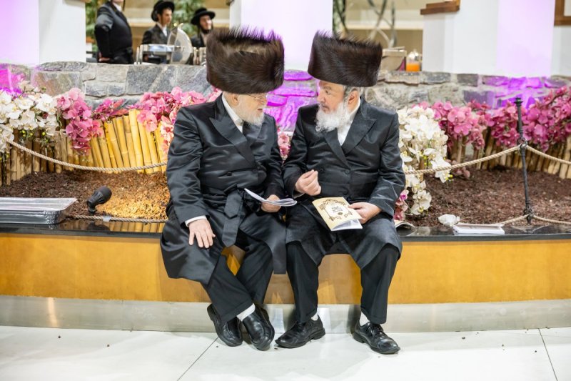 אלי שווארץ