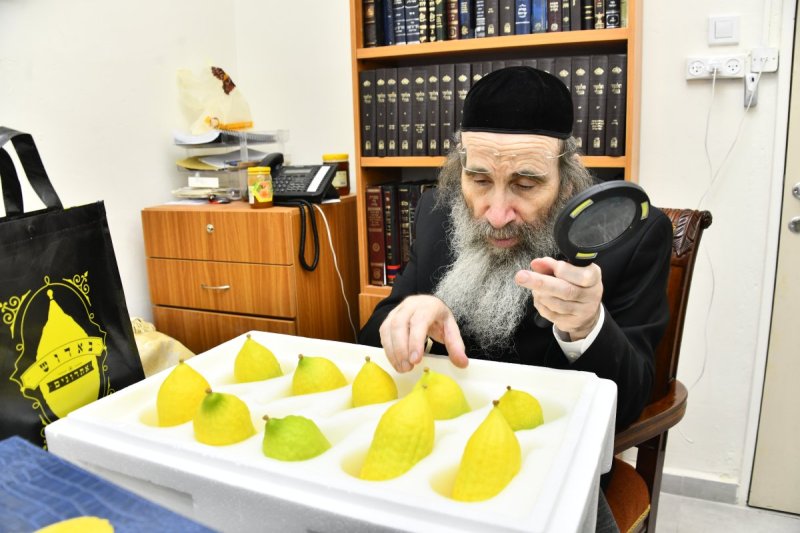 שוקי לרר