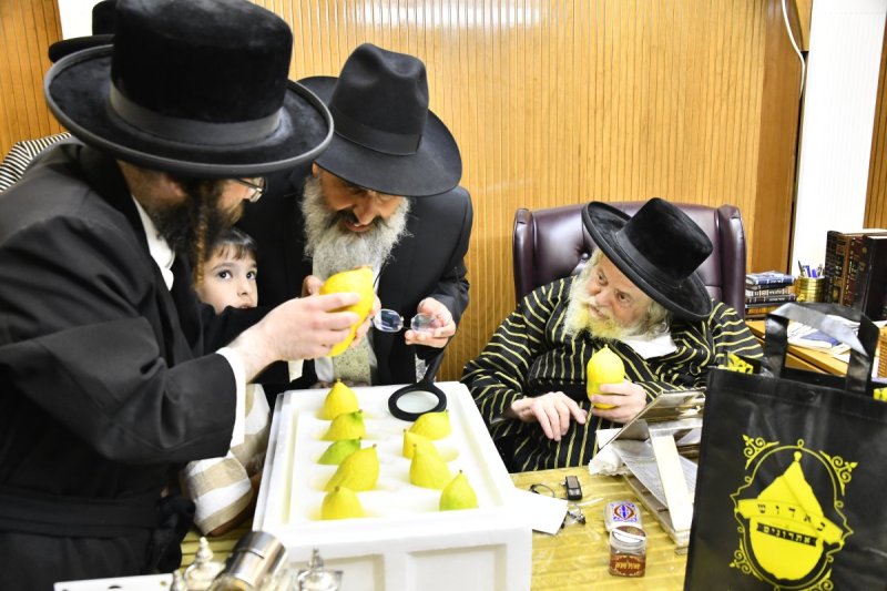 שוקי לרר
