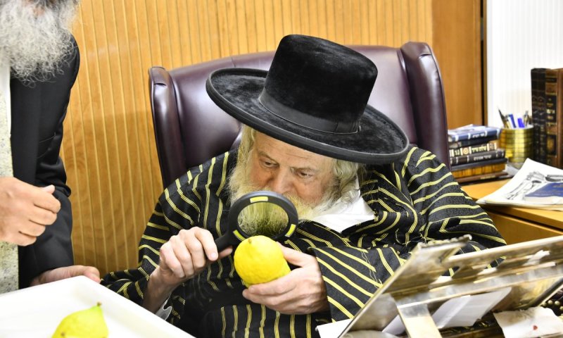 תיעוד מרהיב: גדולי ישראל קיבלו את האתרוג המרוקאי זן חזון איש