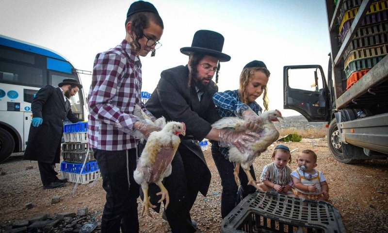 זה חליפתי: תושבי עמנואל יצאו לקיים כפרות על תרנגולים | גלריה