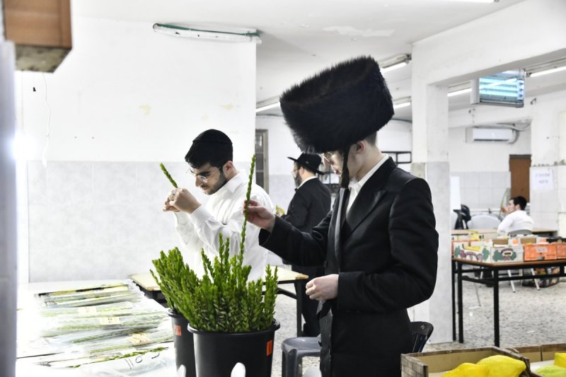 שוקי לרר