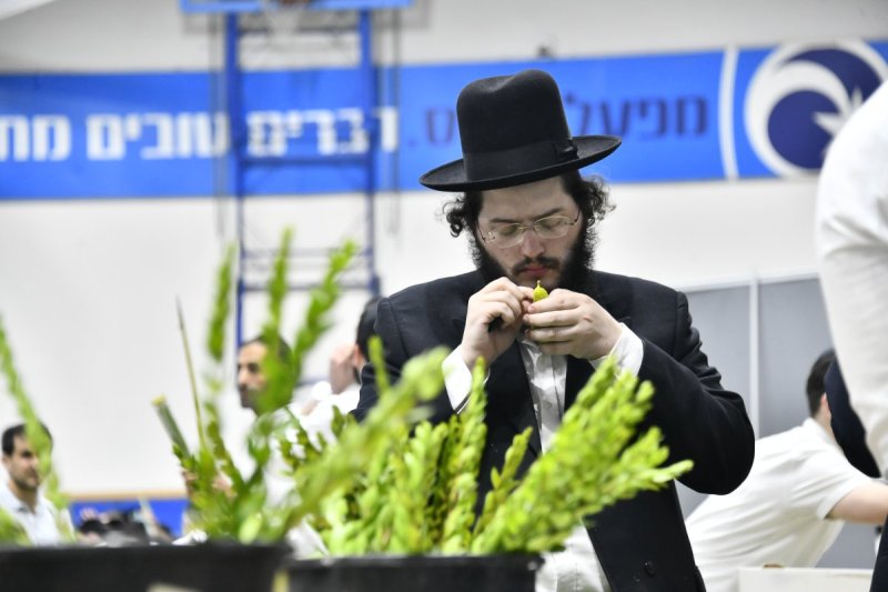 שוקי לרר