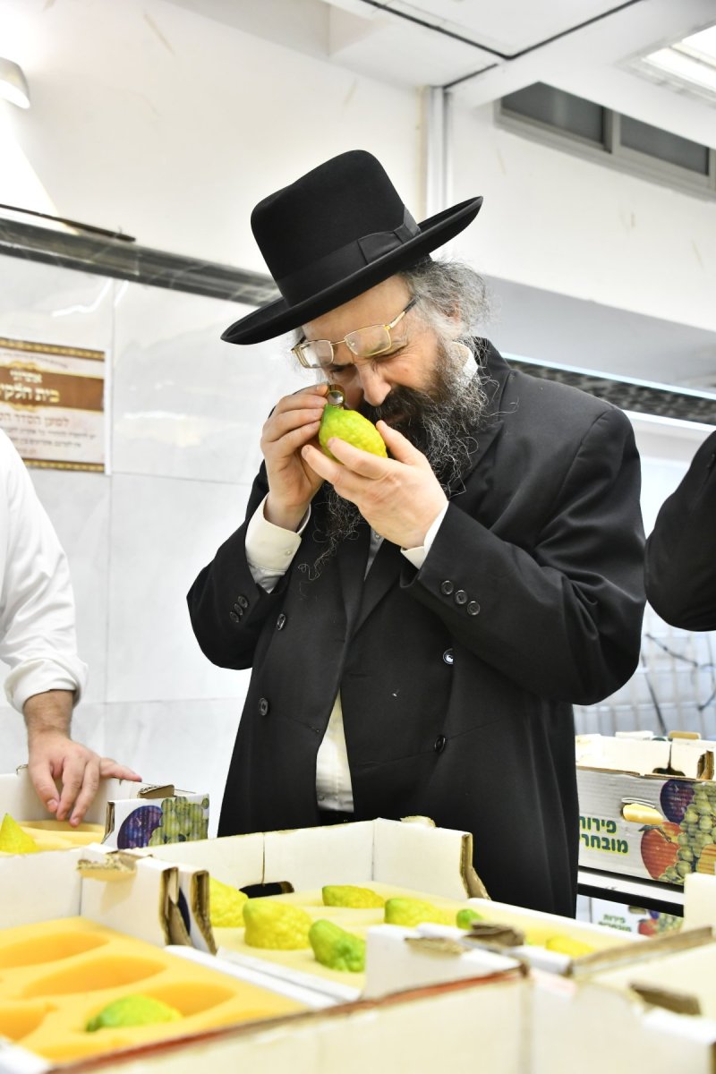 שוקי לרר