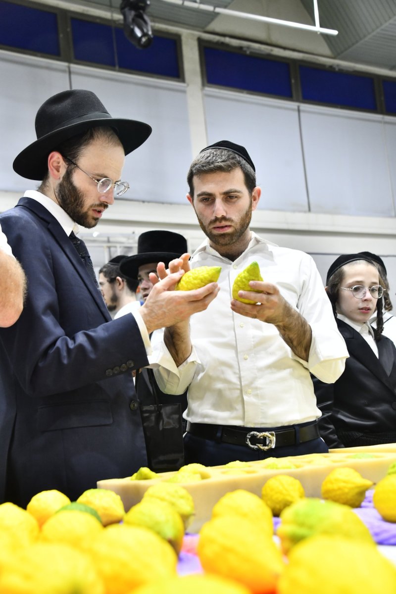 שוקי לרר