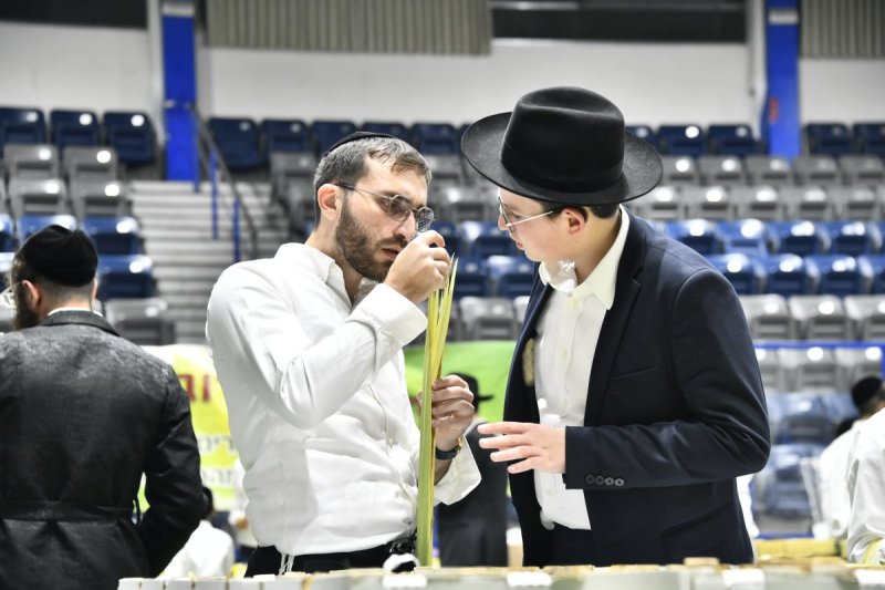 שוקי לרר
