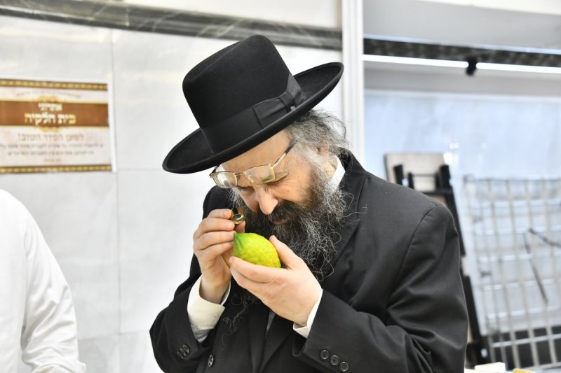 שוקי לרר