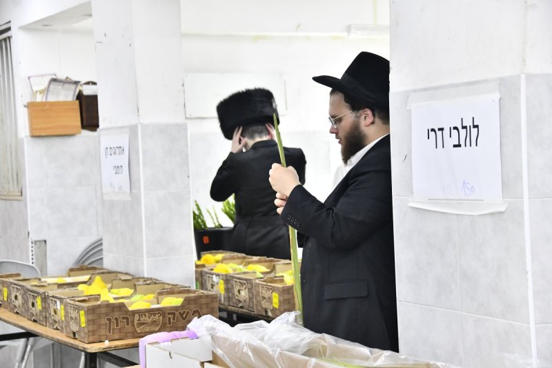 שוקי לרר