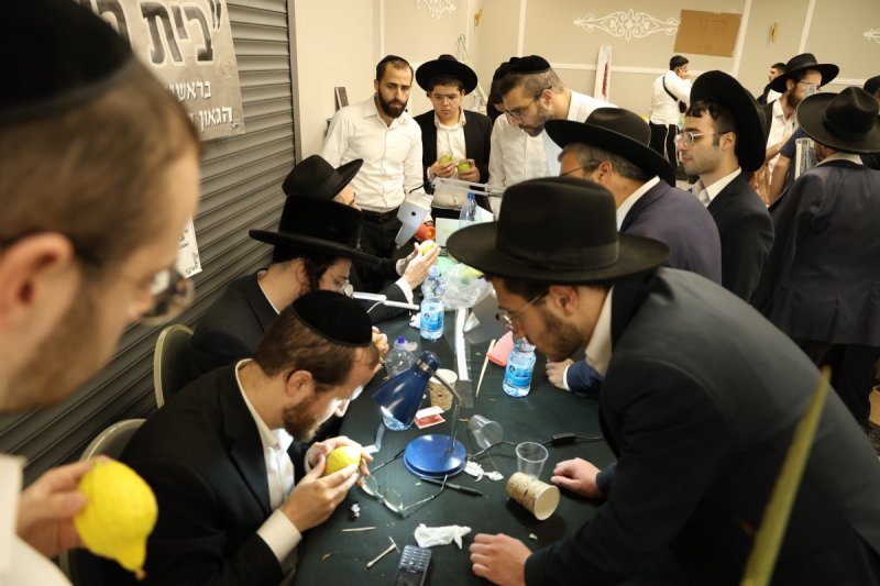 נתי פרל