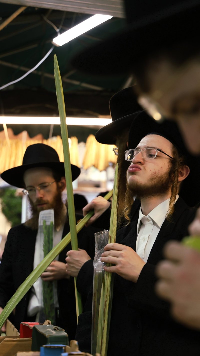 נתי פרל