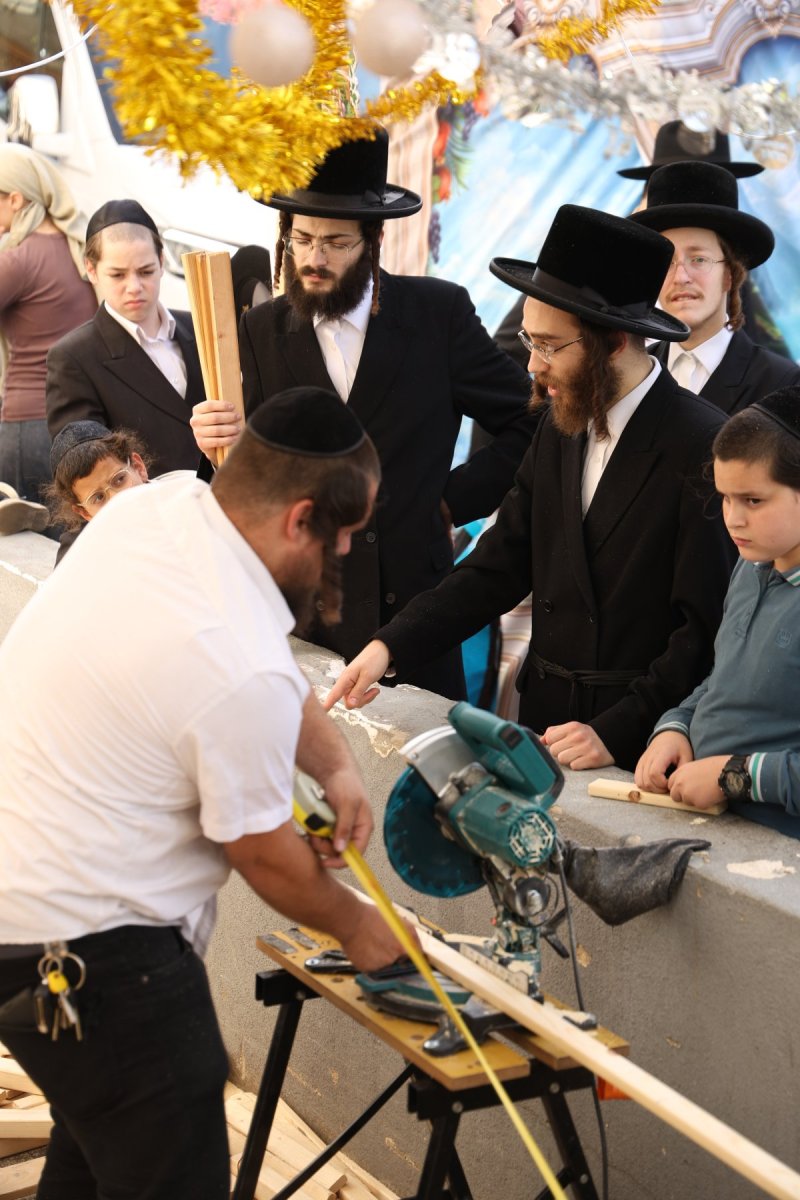 נתי פרל