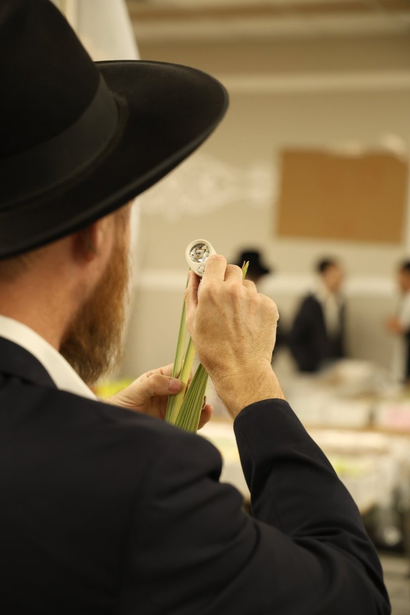 נתי פרל