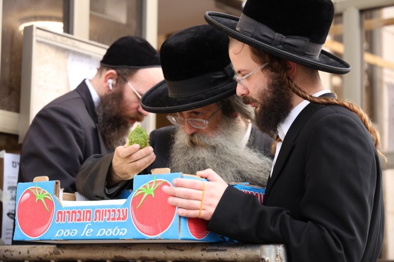 נתי פרל
