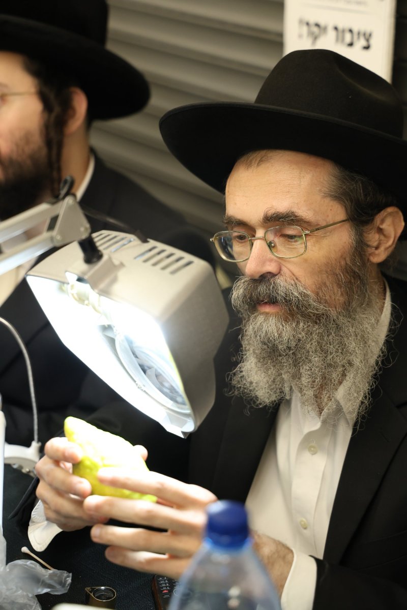 נתי פרל