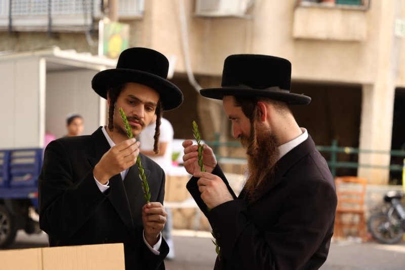 נתי פרל