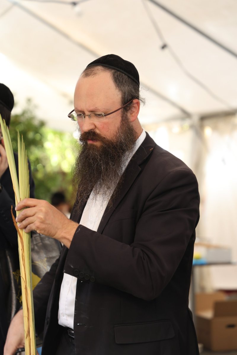 נתי פרל