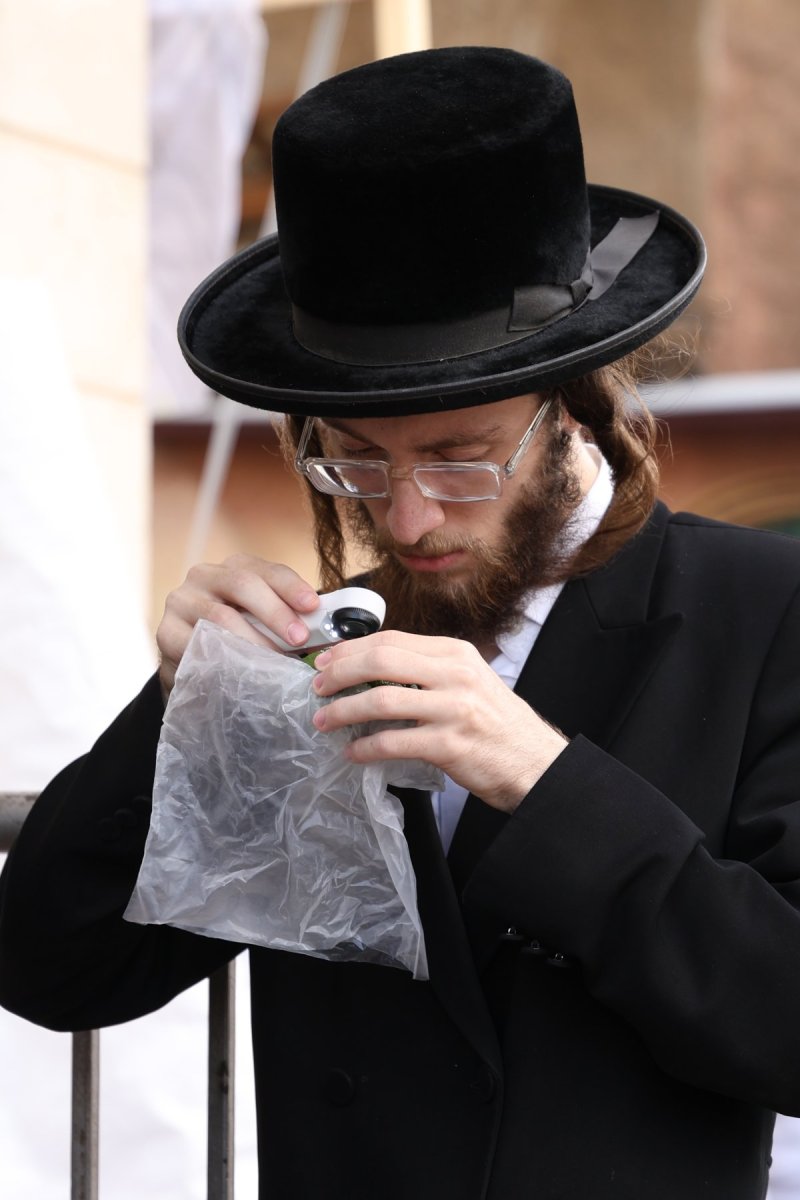 נתי פרל