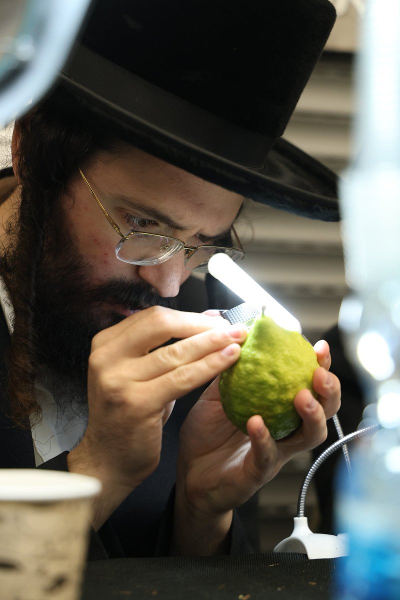 נתי פרל
