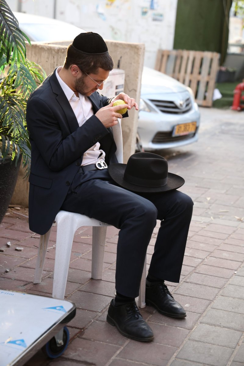 נתי פרל
